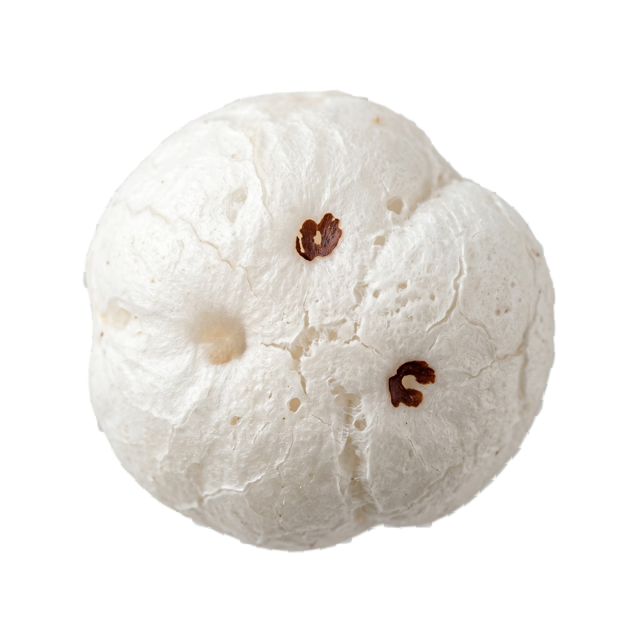 Large Fox Nut 16-20mm